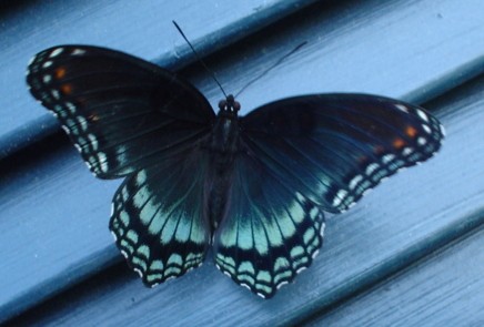 Butterfly - front view